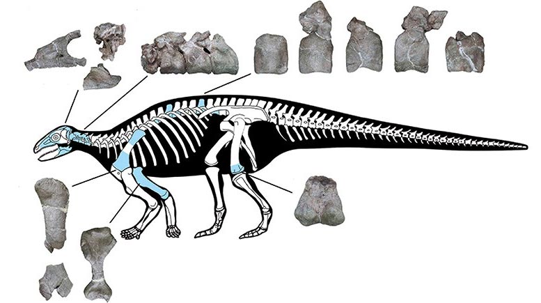 Nowy azjatycki pancerny szkielet dinozaura