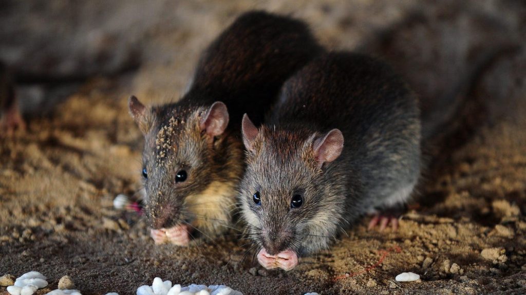 Jak edycja genów może ożywić wymarłą mysz z Wyspy Bożego Narodzenia