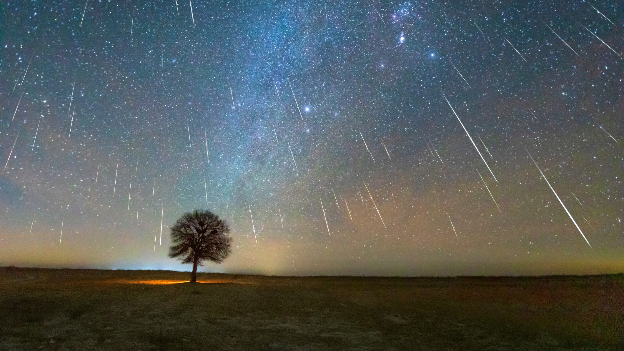 Geminid meteor z sylwetką drzewa na pierwszym planie.