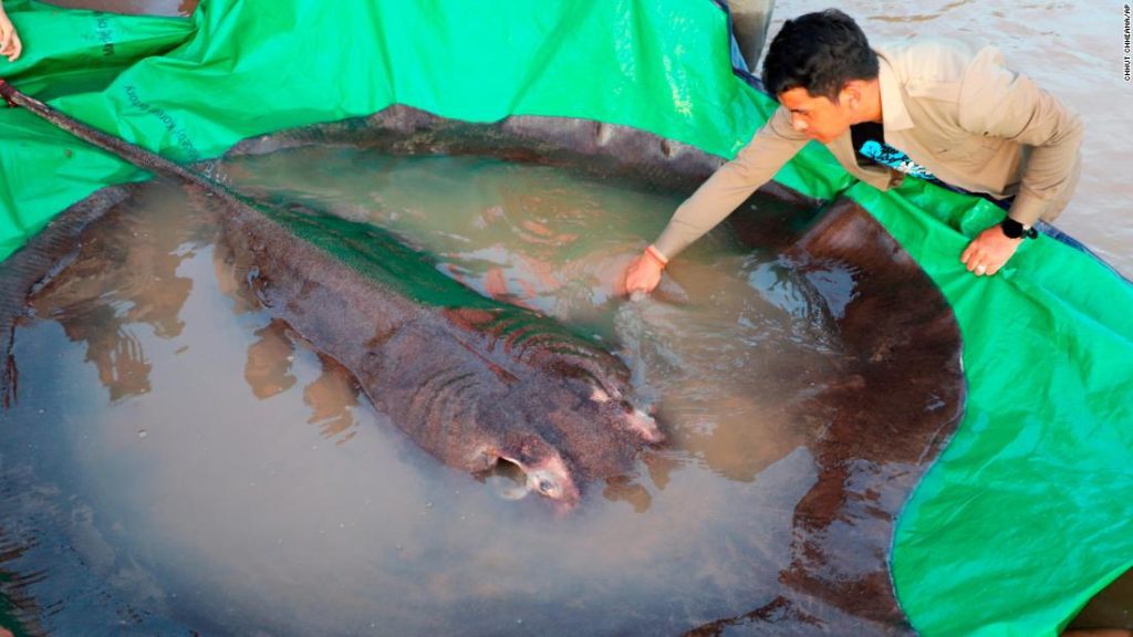 Największa na świecie ryba słodkowodna, ważąca 660 funtów płaszczka, została złowiona w Kambodży