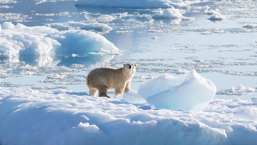 Odkrycie dziwnej i odizolowanej grupy niedźwiedzi polarnych na Grenlandii