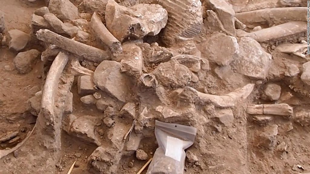 Kości mamutów dowodzą istnienia wczesnych ludzi w Ameryce Północnej