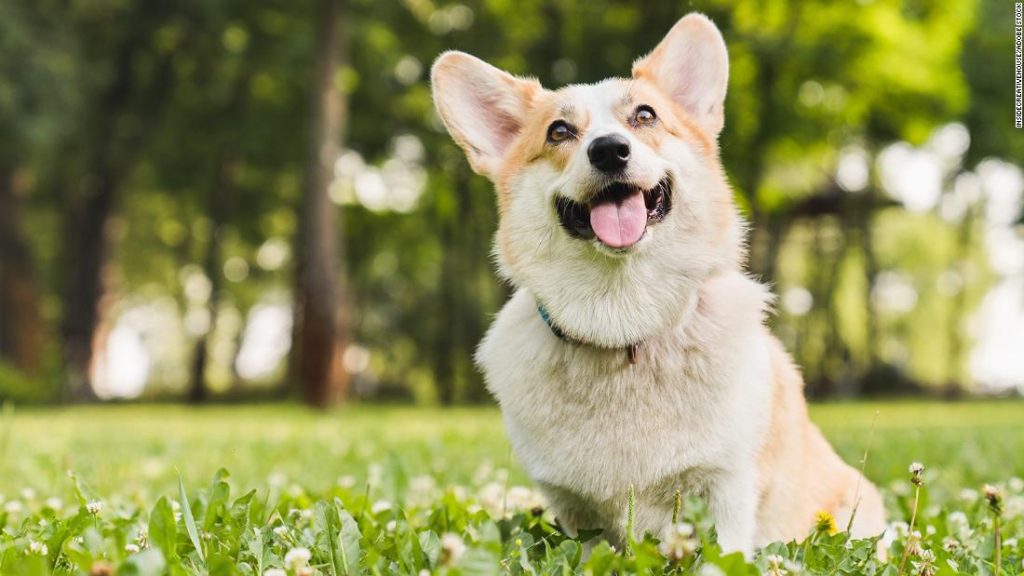 A new study details the first time scientists have found a link between tears and emotions in dogs.