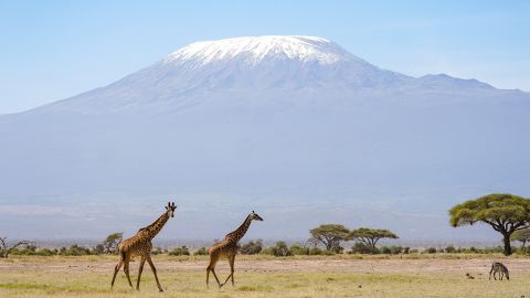 UNESCO informuje, że lodowce na Kilimandżaro w Tanzanii niedługo znikną w ciągu najbliższych kilkudziesięciu lat.