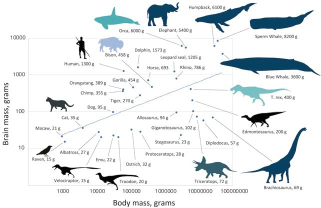 Diagram przedstawiający wielkość mózgu w funkcji masy ciała dinozaurów, ssaków i ptaków